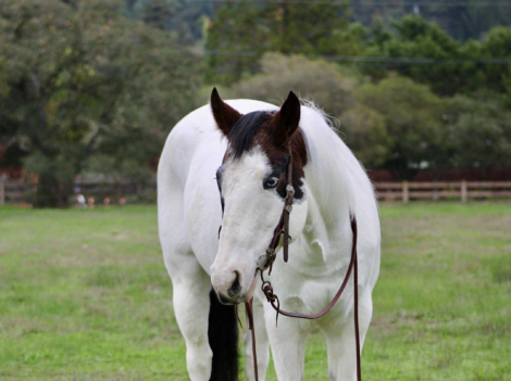 HorseID: 2305741 Blueboy CR - PhotoID: 1089397