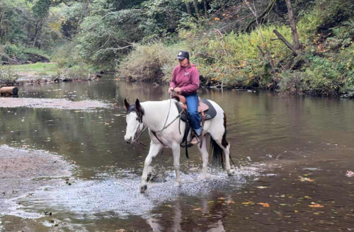 HorseID: 2305741 Blueboy CR - PhotoID: 1089398