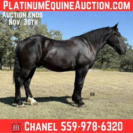 HorseID: 2305742 Pele HHC - PhotoID: 1089411