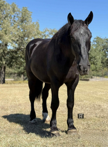 HorseID: 2305742 Pele HHC - PhotoID: 1089412