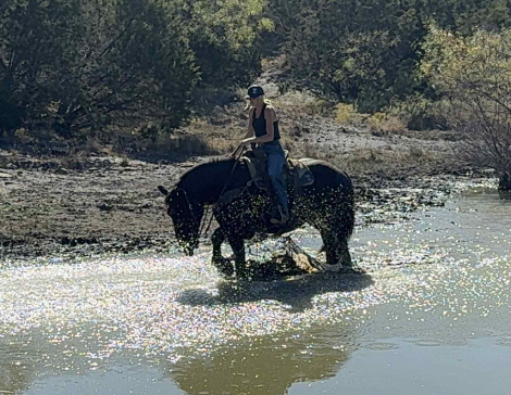 HorseID: 2305742 Pele HHC - PhotoID: 1089414