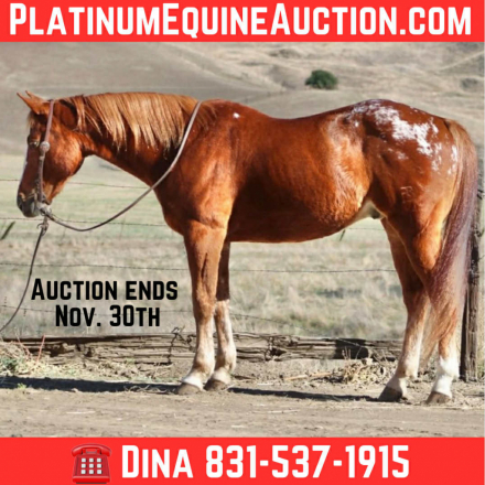 HorseID: 2305743 Cruz, LHR - PhotoID: 1089403