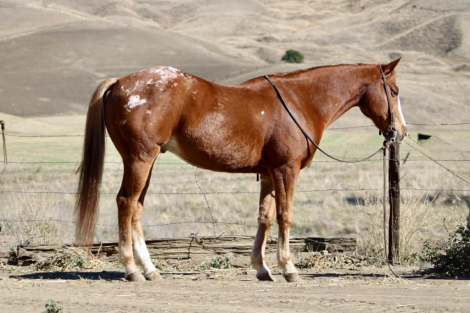 HorseID: 2305743 Cruz, LHR - PhotoID: 1089404