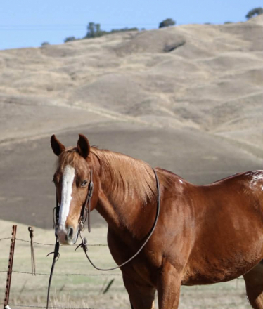 HorseID: 2305743 Cruz, LHR - PhotoID: 1089405