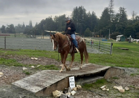 HorseID: 2305743 Cruz, LHR - PhotoID: 1089406