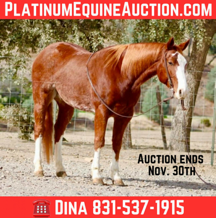 HorseID: 2305744 Doc Holiday LHR - PhotoID: 1089407