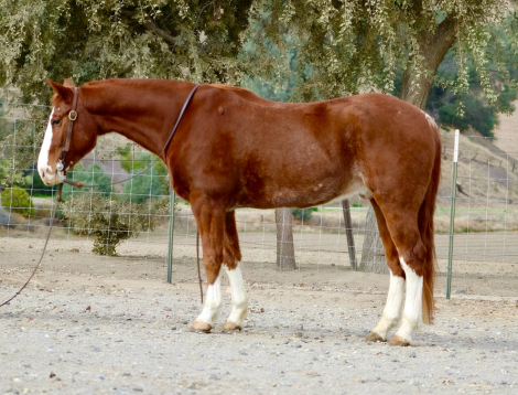 HorseID: 2305744 Doc Holiday LHR - PhotoID: 1089408