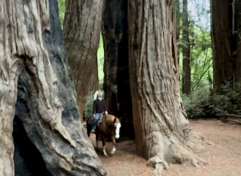 HorseID: 2305744 Doc Holiday LHR - PhotoID: 1089410