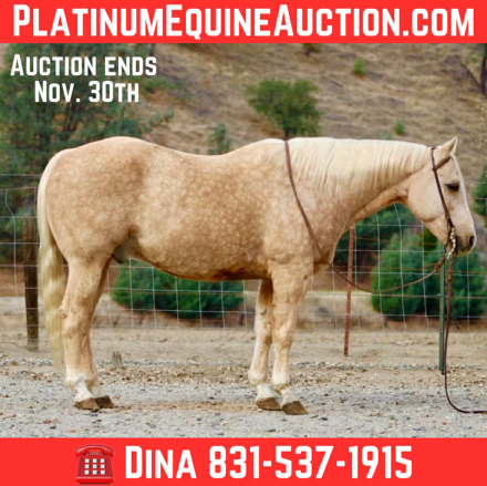 HorseID: 2305745 Cash LHR - PhotoID: 1089399