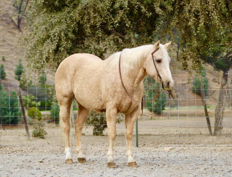HorseID: 2305745 Cash LHR - PhotoID: 1089400