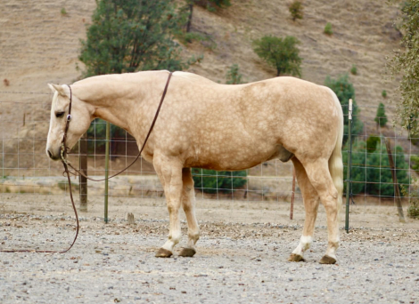 HorseID: 2305745 Cash LHR - PhotoID: 1089401