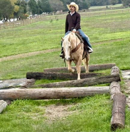 HorseID: 2305745 Cash LHR - PhotoID: 1089402