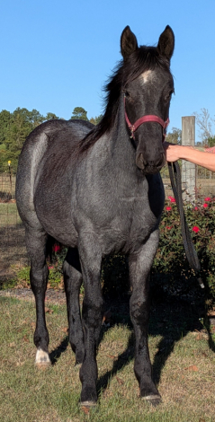 HorseID: 2305753 Smurfette Blue - PhotoID: 1089245