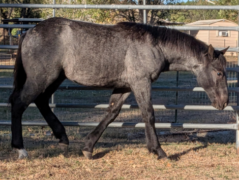 HorseID: 2305753 Smurfette Blue - PhotoID: 1089246