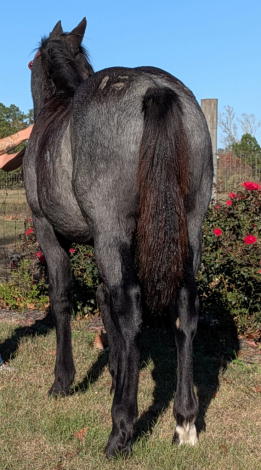 HorseID: 2305753 Smurfette Blue - PhotoID: 1089247