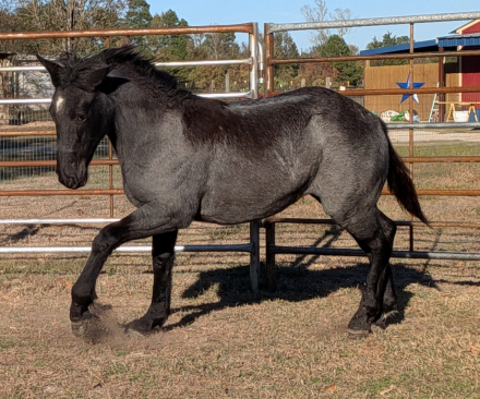 HorseID: 2305753 Smurfette Blue - PhotoID: 1089248