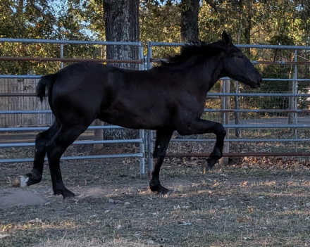 HorseID: 2305754 Shady Lanes Dale - PhotoID: 1089249