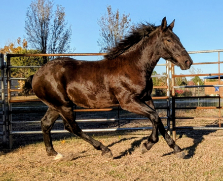 HorseID: 2305754 Shady Lanes Dale - PhotoID: 1089250