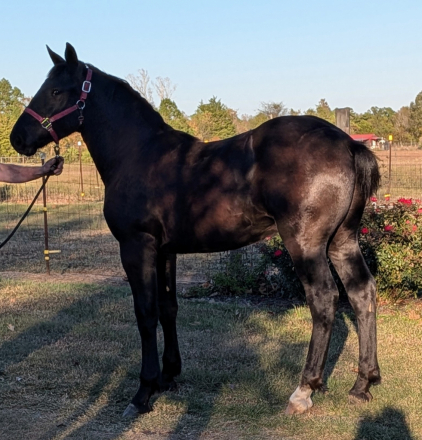 HorseID: 2305754 Shady Lanes Dale - PhotoID: 1089251