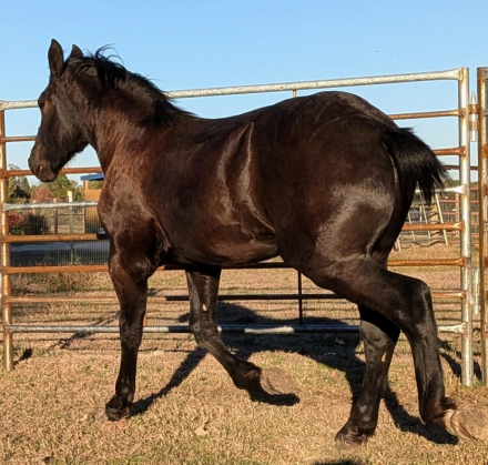 HorseID: 2305754 Shady Lanes Dale - PhotoID: 1089252