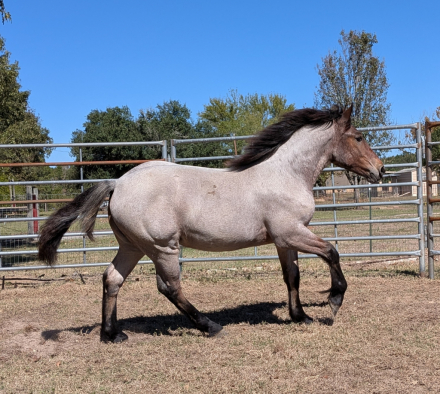 HorseID: 2305755 Misty - PhotoID: 1089253