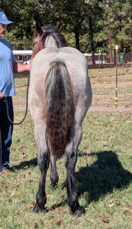 HorseID: 2305755 Misty - PhotoID: 1089254