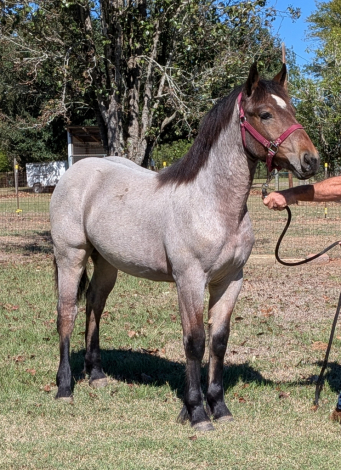 HorseID: 2305755 Misty - PhotoID: 1089255