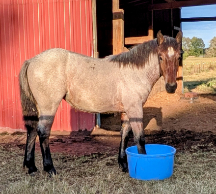 HorseID: 2305755 Misty - PhotoID: 1089256