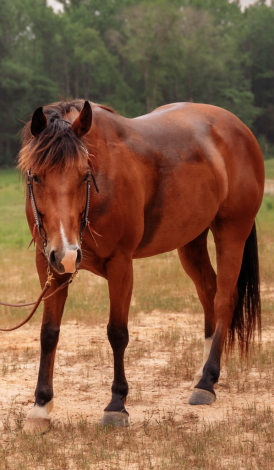 HorseID: 2305758 One Good San Jo Liza - PhotoID: 1089541