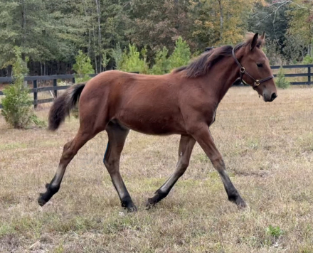 HorseID: 2305761 Raise A Glass Mister Jager - PhotoID: 1089257