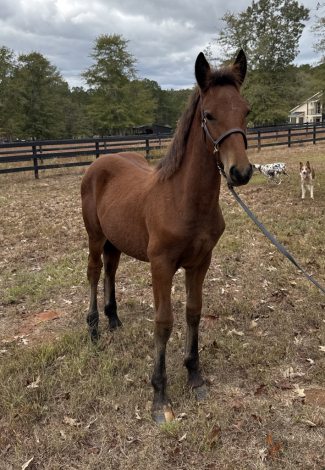 HorseID: 2305761 Raise A Glass Mister Jager - PhotoID: 1089258