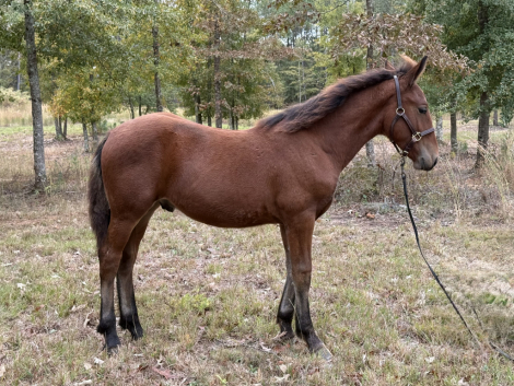 HorseID: 2305761 Raise A Glass Mister Jager - PhotoID: 1089259