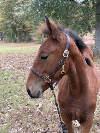 HorseID: 2305761 Raise A Glass Mister Jager - PhotoID: 1089260