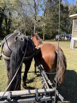 HorseID: 2305761 Raise A Glass Mister Jager - PhotoID: 1089261