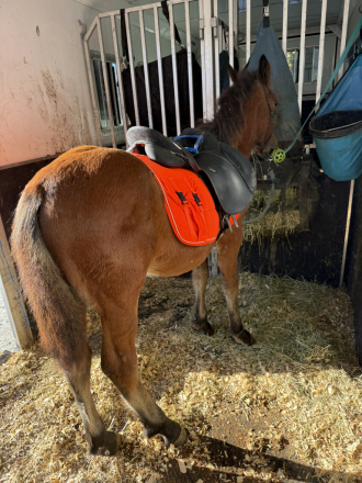 HorseID: 2305761 Raise A Glass Mister Jager - PhotoID: 1089262