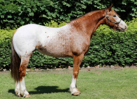 HorseID: 2305766 Apache - PhotoID: 1089263