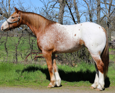 HorseID: 2305766 Apache - PhotoID: 1089264