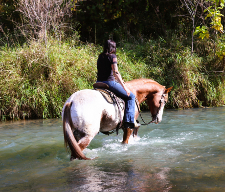 HorseID: 2305766 Apache - PhotoID: 1089265