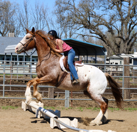 HorseID: 2305766 Apache - PhotoID: 1089266