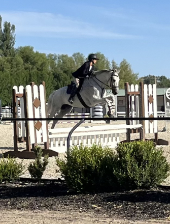 HorseID: 2305768 Five Star Perfect - PhotoID: 1089269