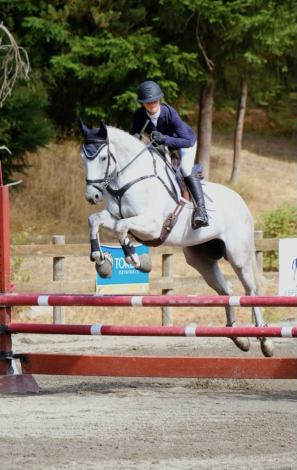 HorseID: 2305768 Five Star Perfect - PhotoID: 1089270