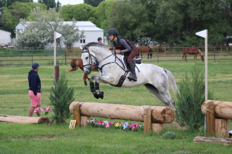 HorseID: 2305768 Five Star Perfect - PhotoID: 1089271