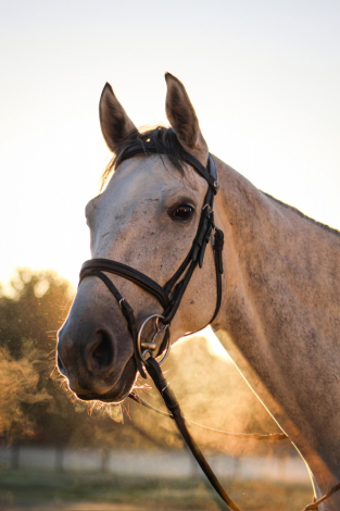 HorseID: 2305768 Five Star Perfect - PhotoID: 1089272