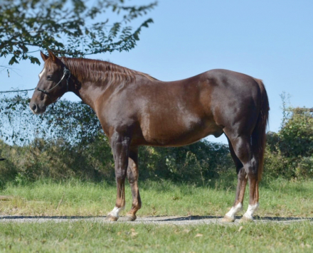 HorseID: 2305770 Jax - PhotoID: 1089274