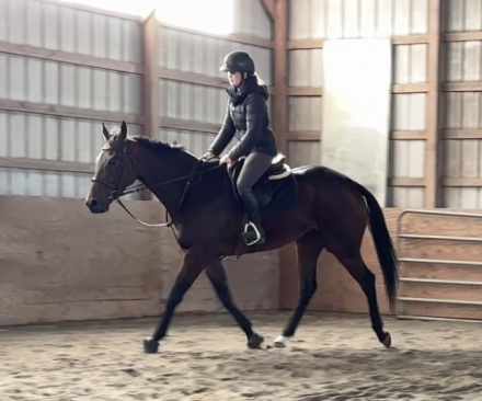 HorseID: 2305771 Tilted Tiara - PhotoID: 1089273