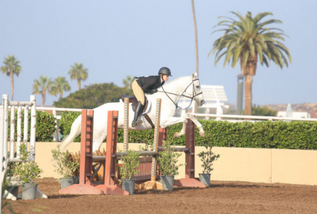 HorseID: 2305774 Sir Bentley - PhotoID: 1089453