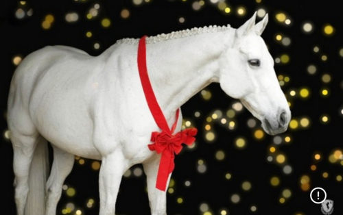 HorseID: 2305774 Sir Bentley - PhotoID: 1089895