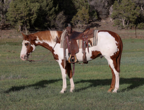 HorseID: 2305775 Hidalgo - 8 Year Old Paint Gelding - PhotoID: 1089276