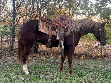 HorseID: 2305776 Cant Kick This Oakie - PhotoID: 1089277