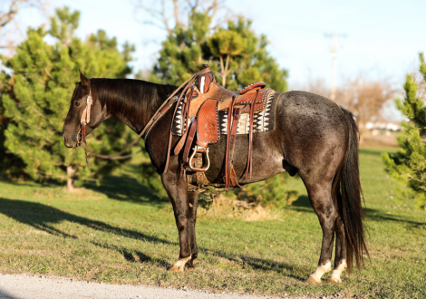 HorseID: 2305777 Chicks Zan Pepto - PhotoID: 1089282